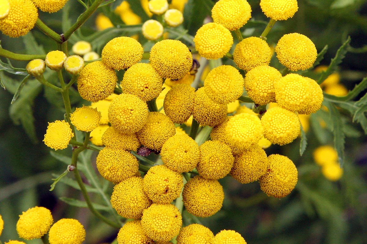 Tansy flowers close