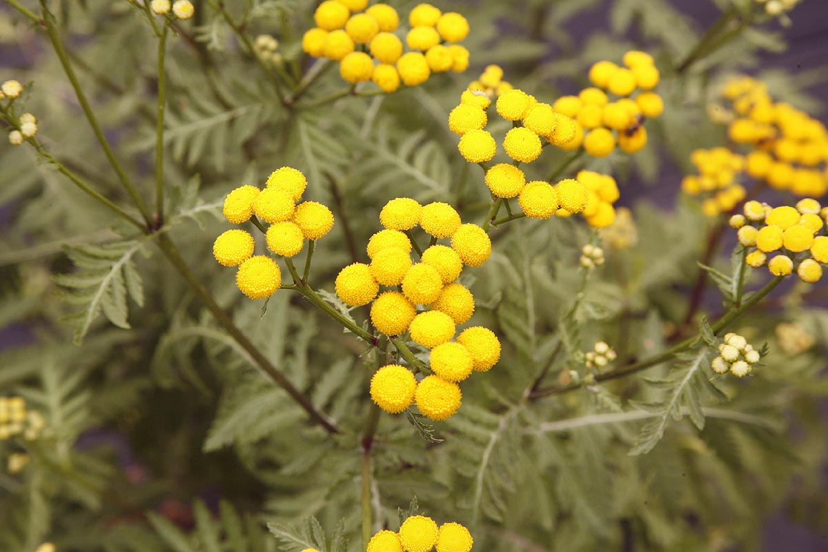 Tansy Tanacetum vulgare