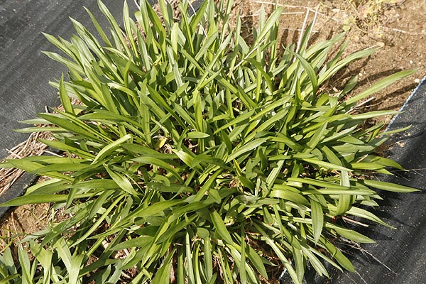 Thrift without flowers (most of year)