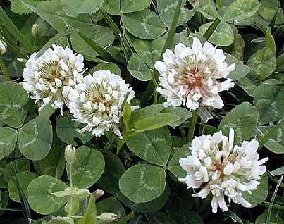 Clover - White Trifolium repens