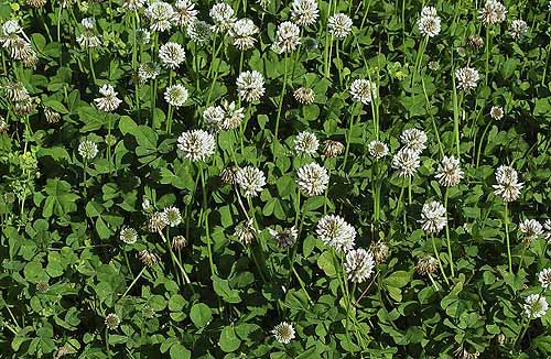growing in our field