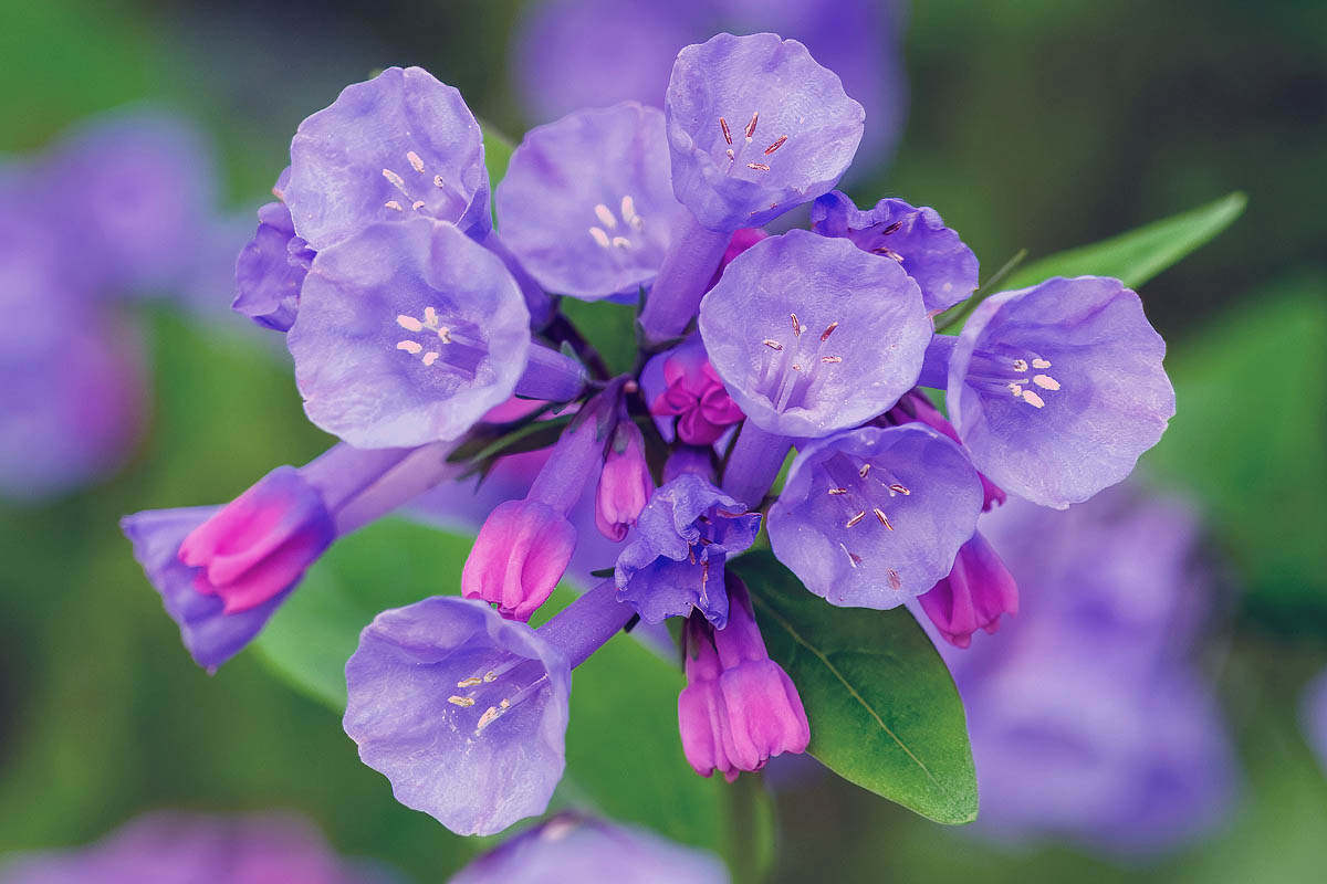 Mertensia virginica flowers close
