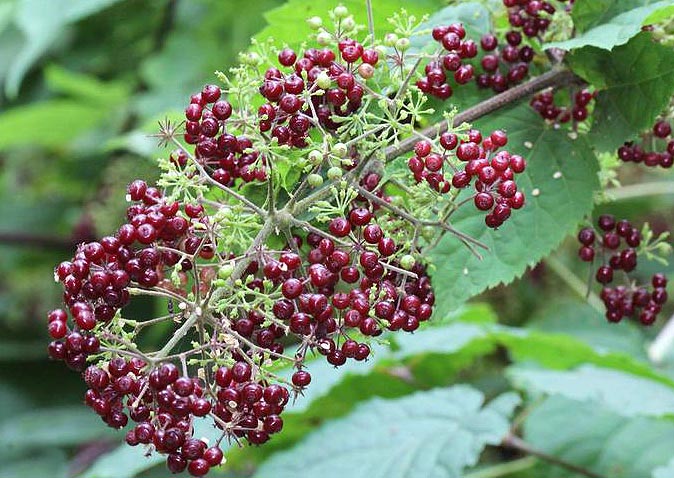 American Spikenard berries