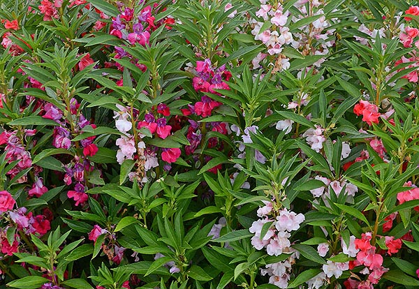 Balsam Topknot - Mixed colors Impatiens balsamin 