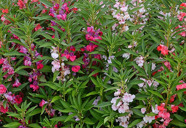 Balsam Topknot - Mixed colors balsamin "Topknot") organically flower seeds. Floral Encounters.