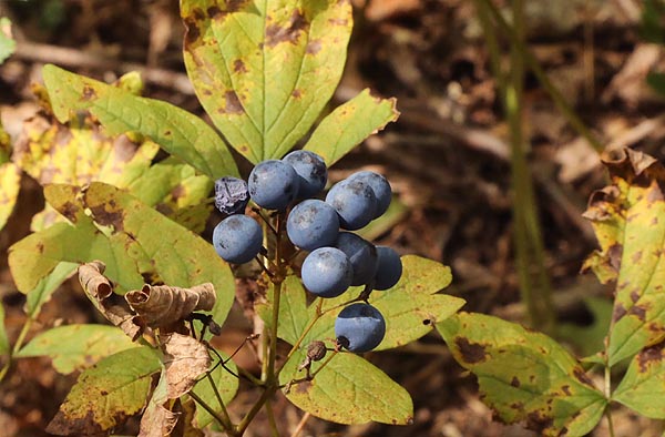 Blue Cohosh Caulophyllum thalictroides