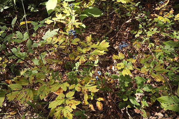Blue Cohosh plants in woodland