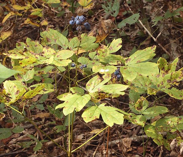 Blue Cohosh plant