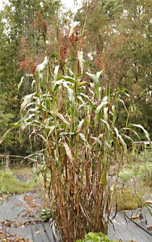 Broom Corn plants in our field