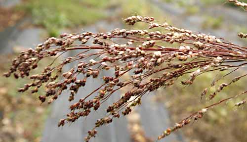 Broom Corn Sorghum vulgare var. technicum