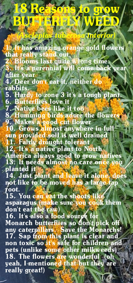 Pleurisy root list