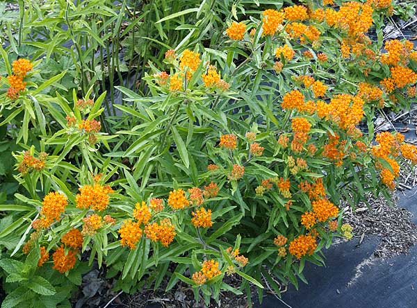 Butterfly weed bush in our field