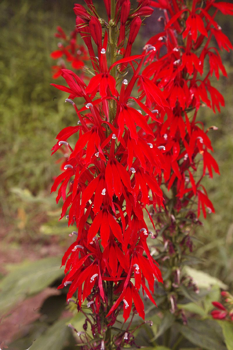 Cardinal Flower Lobelia cardinalis