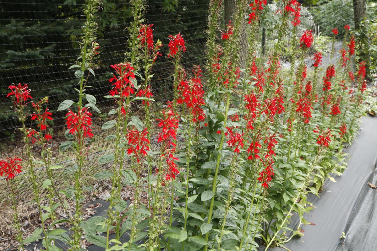 Cardinal plant in field