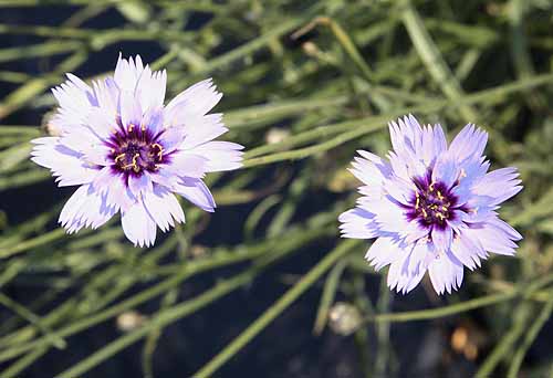 Cupids Dart Catananche caerulea