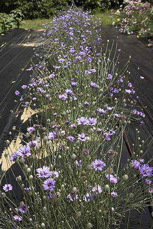 Growing in our field.