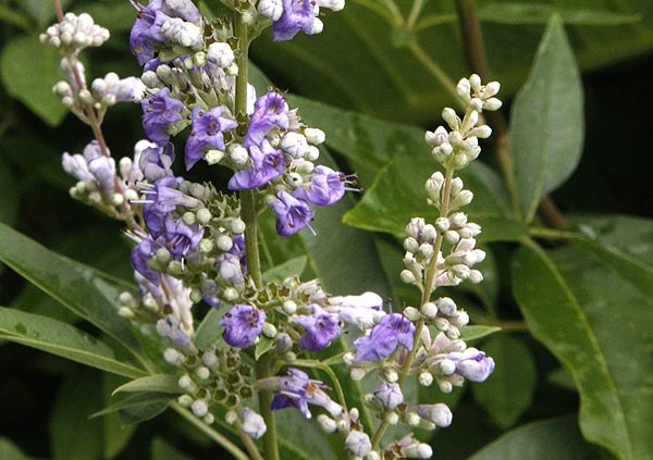 Chaste Tree Vitex agnus-castus