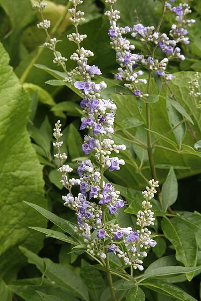 Chaste Tree flowers P