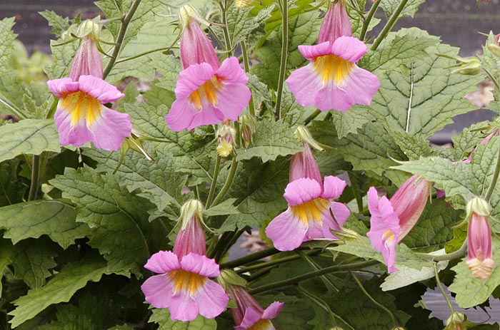 Flowers close