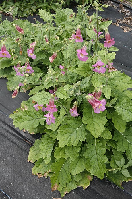 Chinese Foxglove plant in field