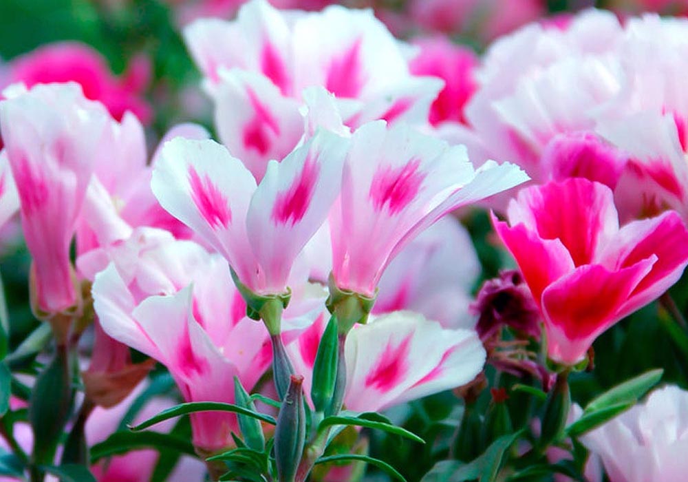 flowers from side