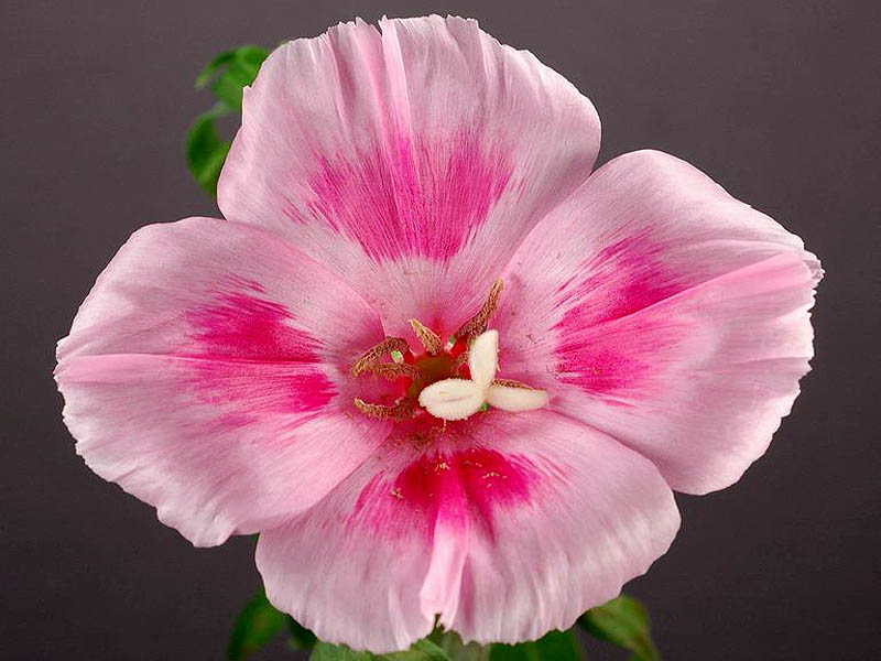 Godetia  'Farewell to Spring' Clarkia anoena