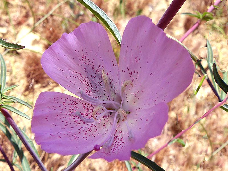 Punch Bowl Godetia Clarkia bottae