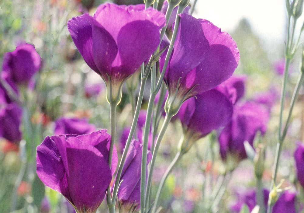 flower group from side Punchbowl Godetia