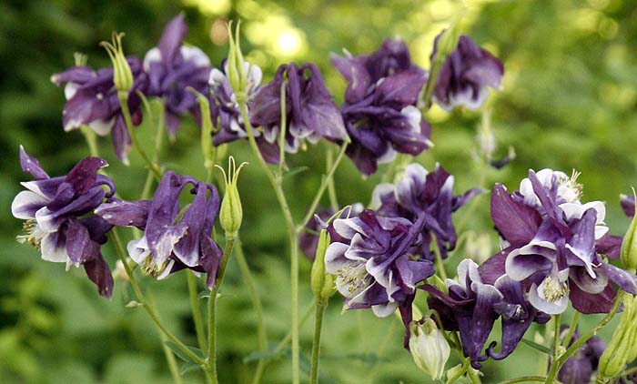 Columbine Aquilegia spp