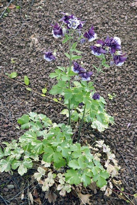 Columbine plant growing in gravel
