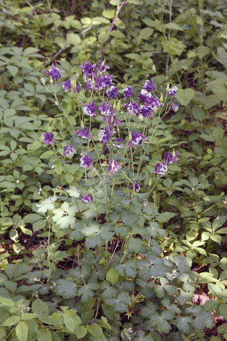 Columbine plant in woodland setting