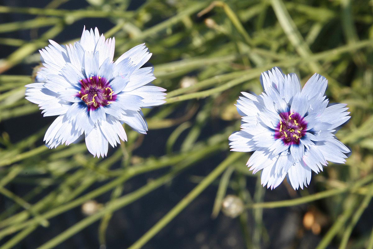 Cupids Dart Catananche caerulea