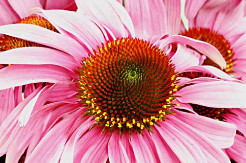 Flower close up