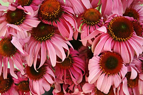 Purple Coneflower Echinacea purpurea