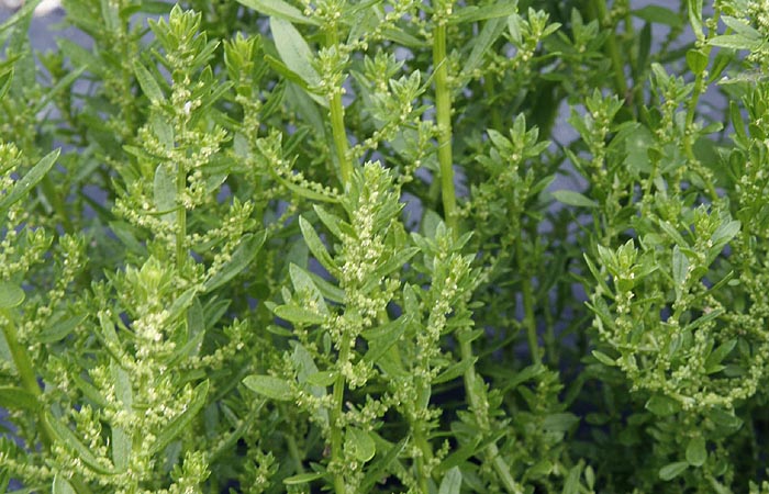 Epazote Dysphania ambrosioide or Chenopodium ambrosioides