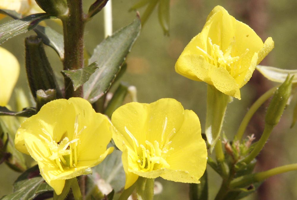 Evening Primrose - Common Oenothera biennis