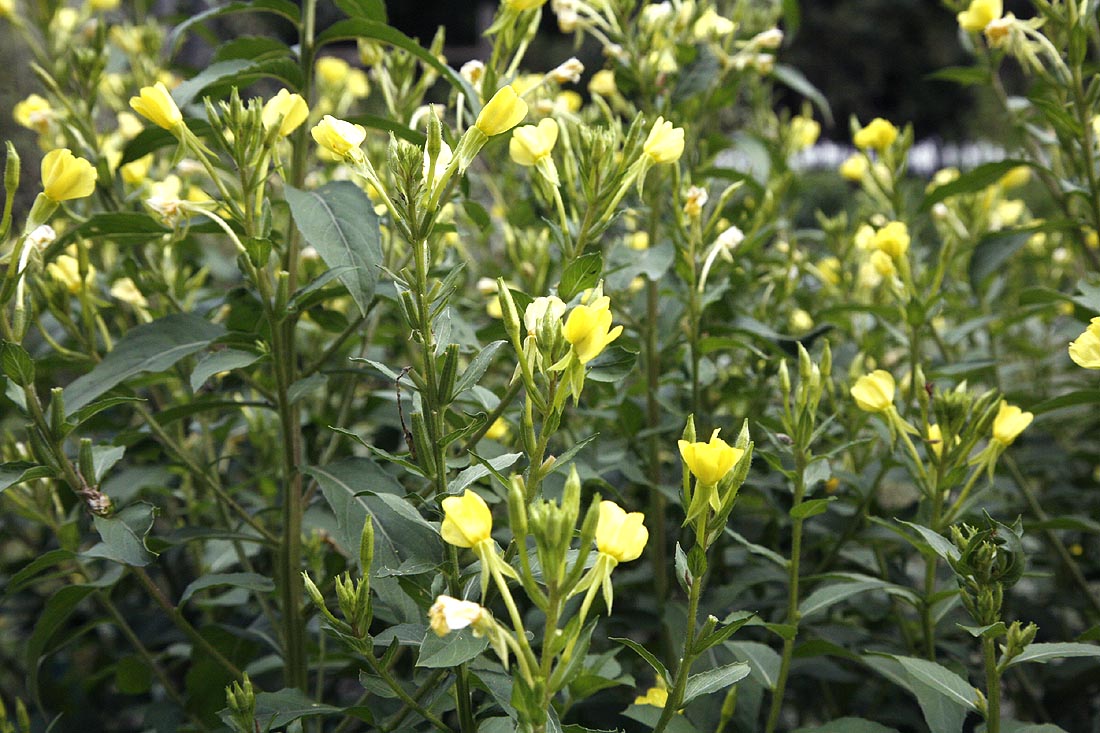 Evening primrose flowers and leaves