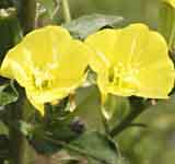 picture of Evening Primrose - Common <I>Oenothera biennis.</I> 