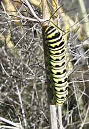 Eastern Black Swallowtail caterpillar