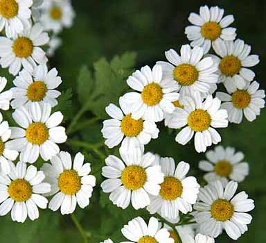 Feverfew Tanacetum parthenium