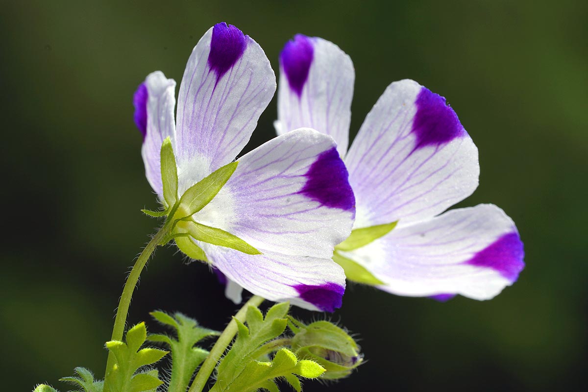 Fivespot flower close side