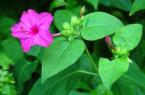 Four o clock Mirabilis jalapa