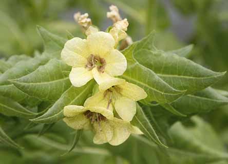 Henbane Black Hyoscyamus niger