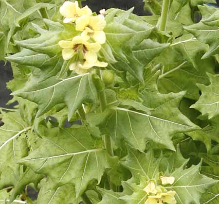 henbane leaves and flowers