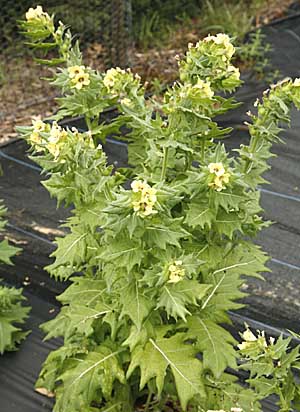 henbane plant