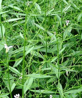 Andrographis plant