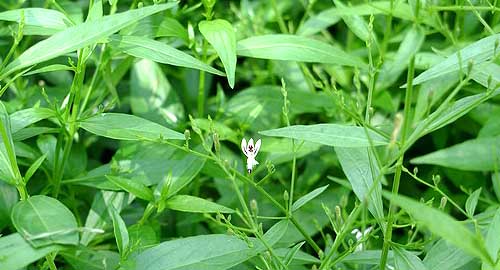 Kalmegh Andrographis paniculata