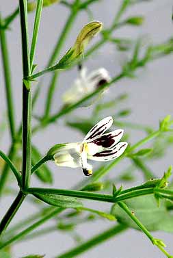 Kalmegh flower