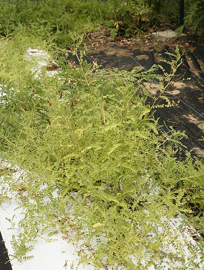 10 graines d' ASTRAGALE Astragalus Membranaceus HUANG QI H331 MILK VETCH SEEDS 10 graines d' ASTRAGALE Astragalus Membranaceus HUANG QI H331 MILK VETCH SEEDS
