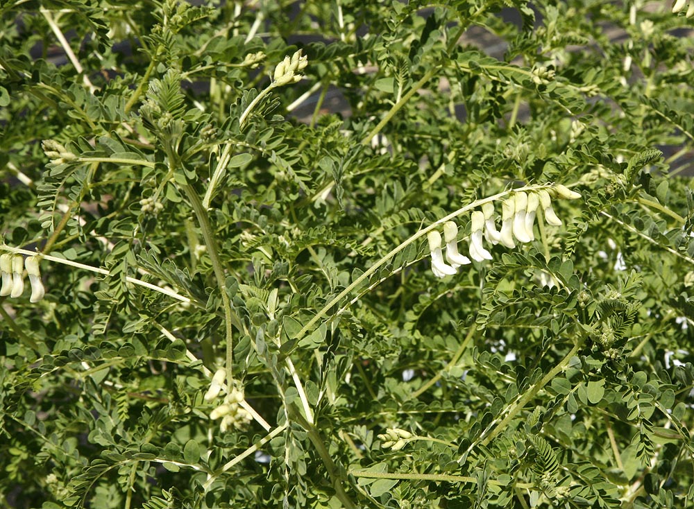 Chinese Milk Vetch plant in flower